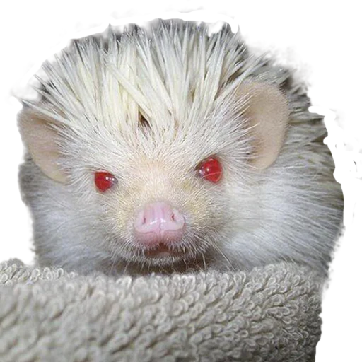 Стикер hedgehogs Beauty Stickers 🤢