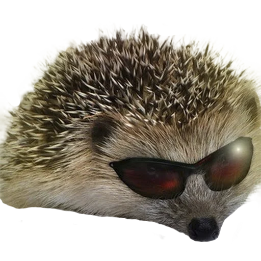 Стікер Telegram «hedgehogs Beauty Stickers» 😎