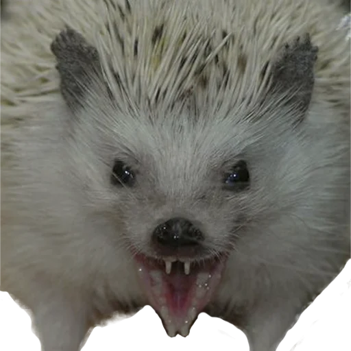 Стікер Telegram «hedgehogs Beauty Stickers» 😤