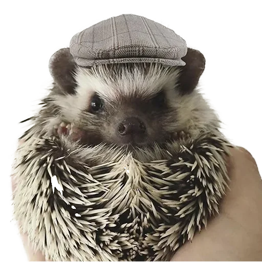 hedgehogs Beauty Stickers emoji 🤠
