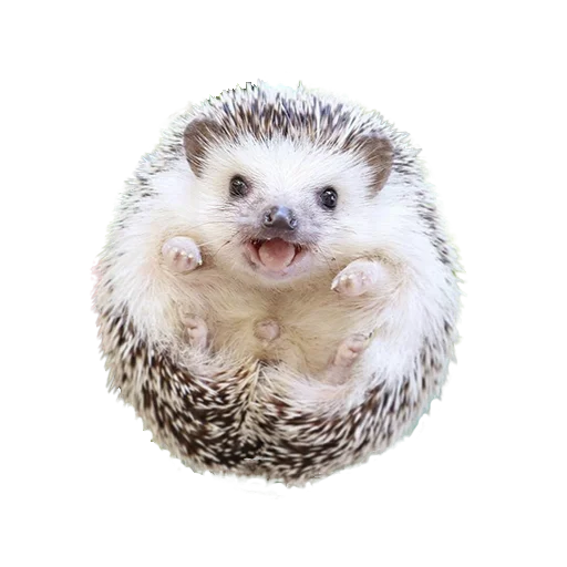 Стикер hedgehogs Beauty Stickers 😁