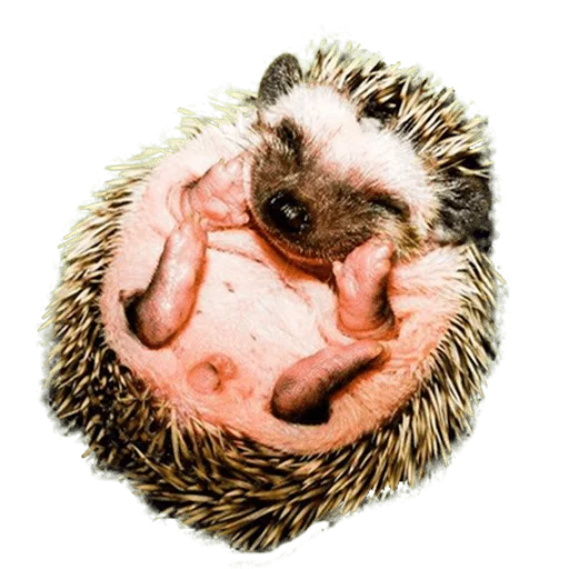 Стикер hedgehogs Beauty Stickers 🙂