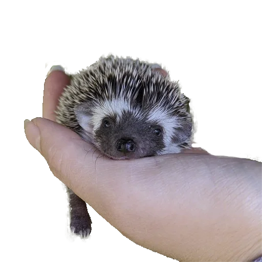 Стикер hedgehogs Beauty Stickers 🥺