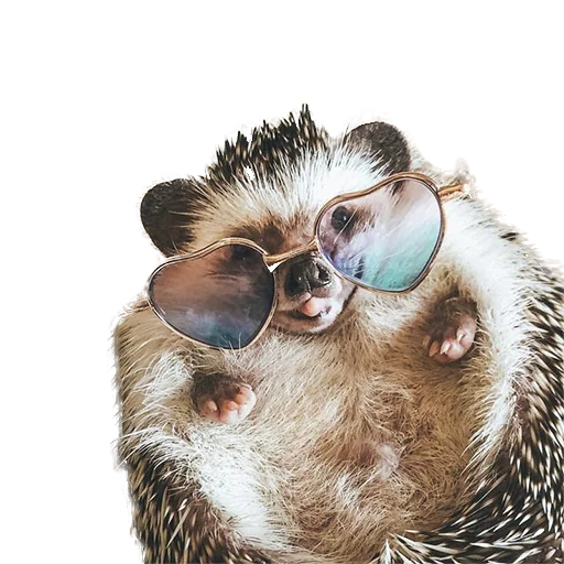 Стікер Telegram «hedgehogs Beauty Stickers» 🤓