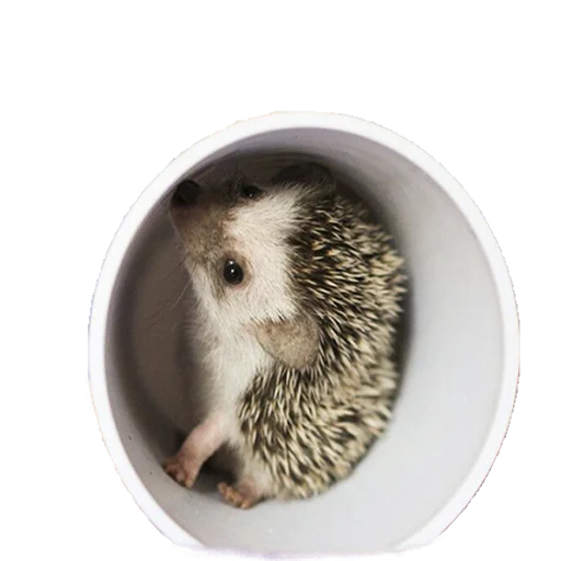 hedgehogs Beauty Stickers emoji 😚