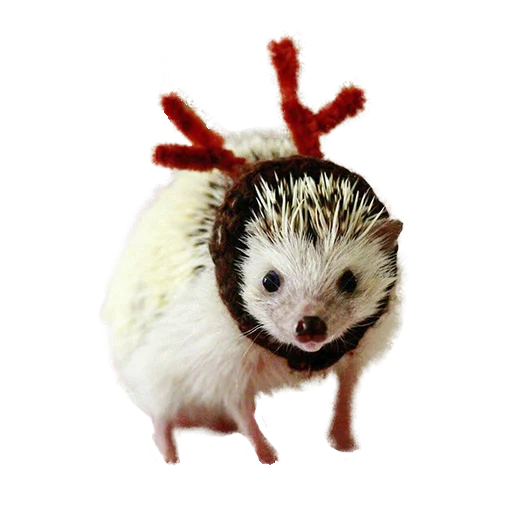 hedgehogs Beauty Stickers emoji 😵