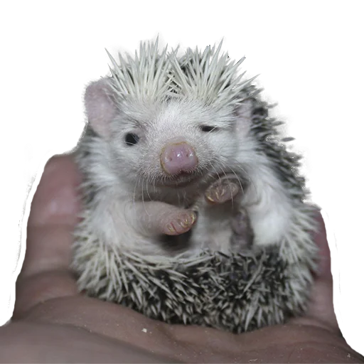 Стікер Telegram «hedgehogs Beauty Stickers» 😒
