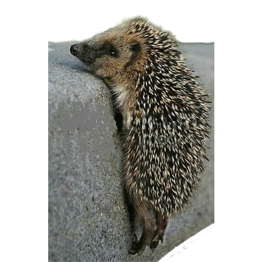 Стикер hedgehogs Beauty Stickers 😓