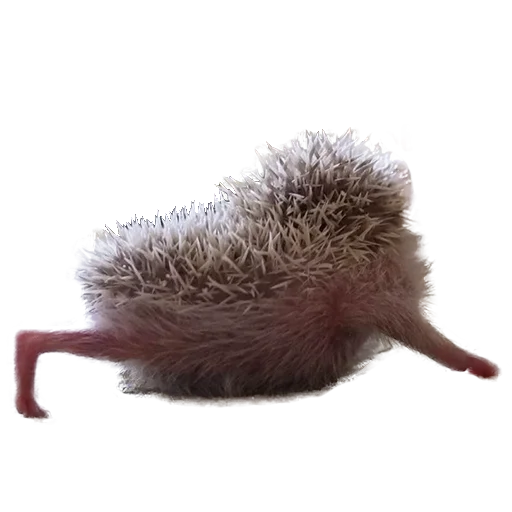 Стикер hedgehogs Beauty Stickers 😝