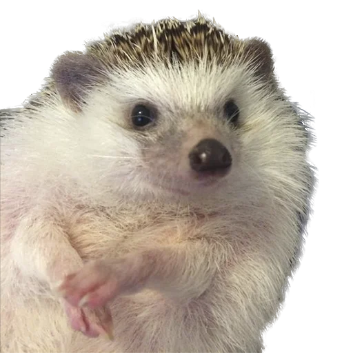 hedgehogs Beauty Stickers emoji 🤔