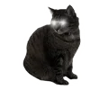 Telegram emoji «is hello kitty okay? ♡» 🐈‍⬛