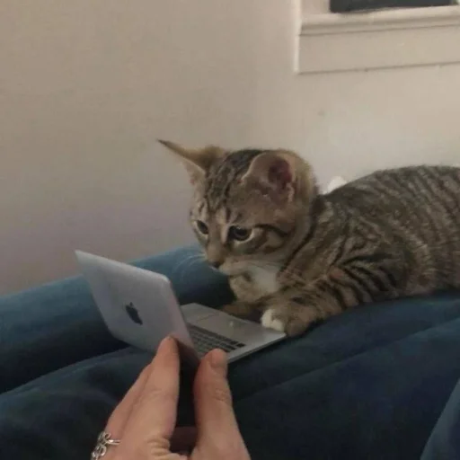 Стікер Telegram «Cats | Котики» 👨‍💻