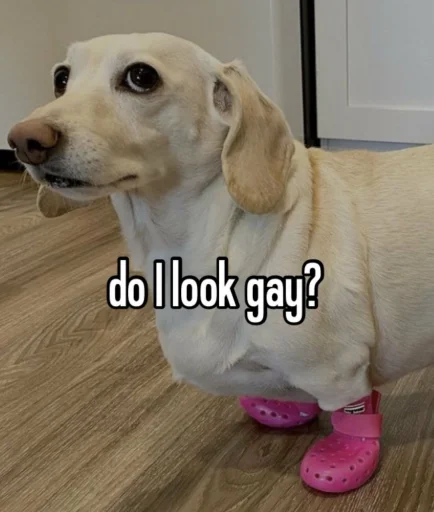 Telegram Sticker «homophobic dog» 🚫
