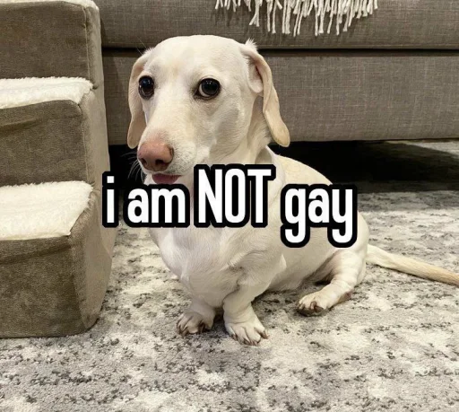 Telegram Sticker «homophobic dog» ⛔️