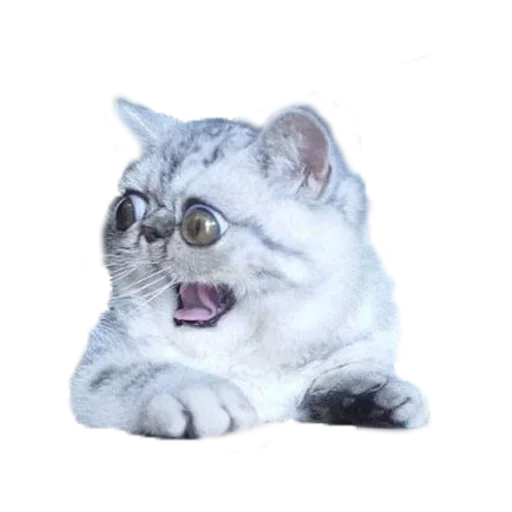 Telegram Sticker «Хозяин Кота ИДИОТ» 😩