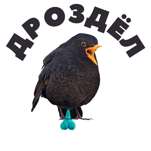 Telegram stiker «in DROZDeggs colour» 🐐
