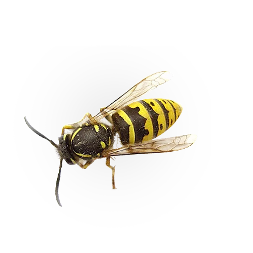 Telegram stiker «Insects» 🐝