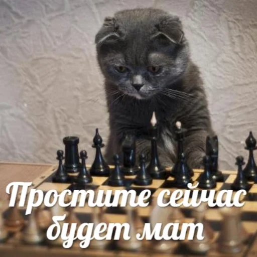 Емодзі IpCatMeme 🤬