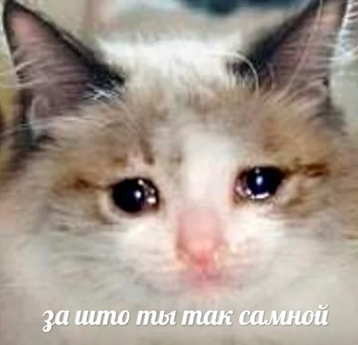 Стикер Sad Cat 😿