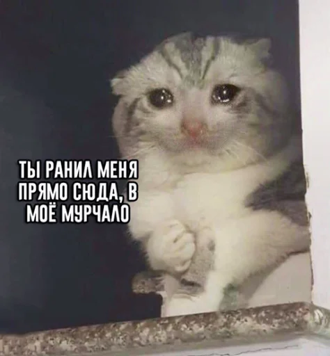 Стикер Sad Cat 😿
