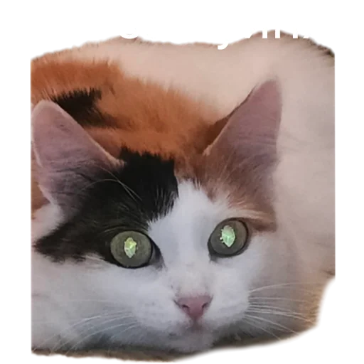 Telegram Sticker «Иринарх» 🤨