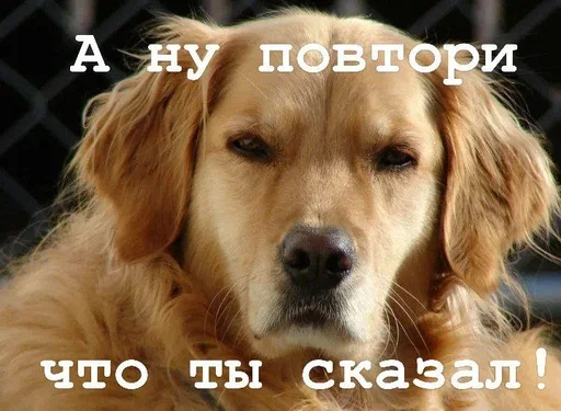 Стикер Golden retriever forever! 😢