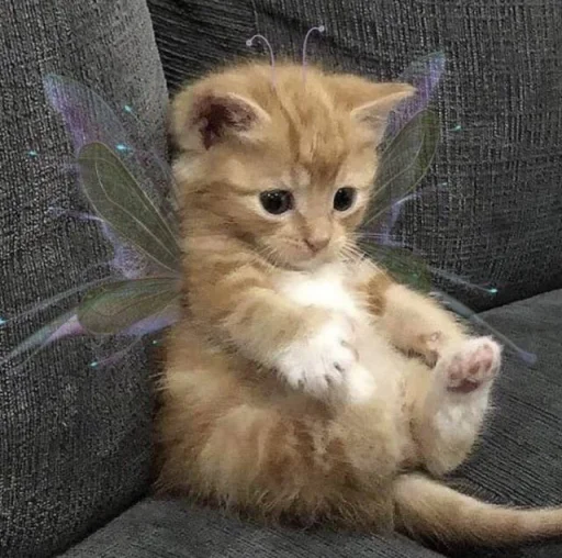 Telegram Sticker «я котик ты котик» 🧚‍♀