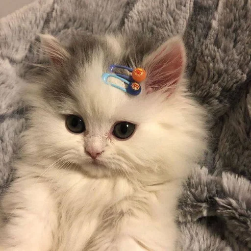Telegram Sticker «я котик ты котик» 🐱