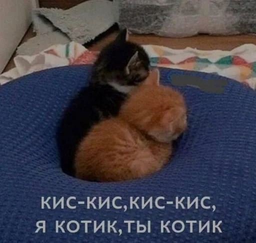 Telegram stiker «я котик ты котик» 🐱