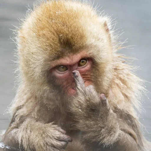 Стікер Telegram «monkeys» 🐒