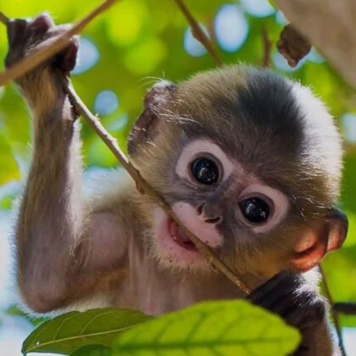 monkeys stiker 🐒