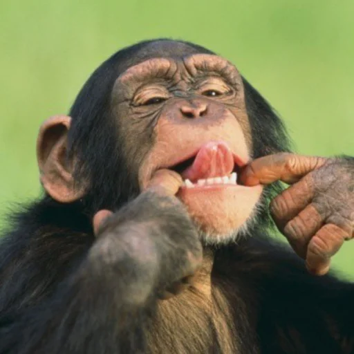 Эмодзи monkeys 🐒