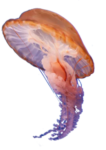 Jellyfish sticker 😄