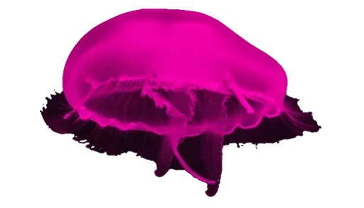 Telegram stiker «Jellyfish» 😀