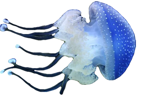 Стикер Telegram «Jellyfish» 😀