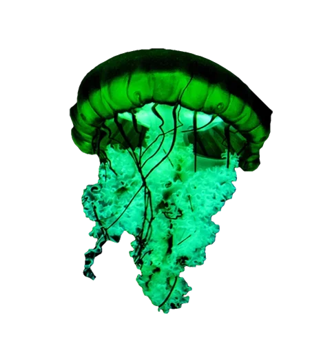 Jellyfish sticker 😅
