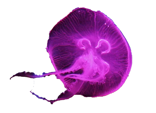 Емодзі Jellyfish 😀