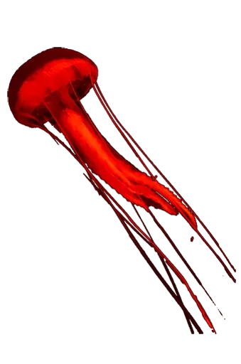Jellyfish sticker 😋