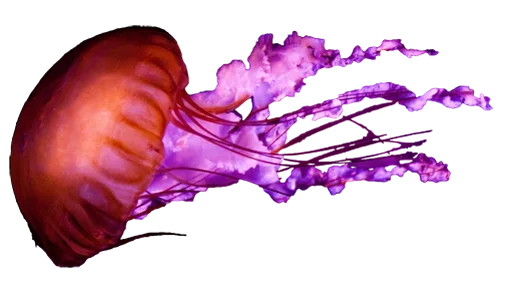 Емодзі Jellyfish 🙃