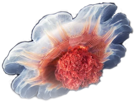 Jellyfish sticker 🙃