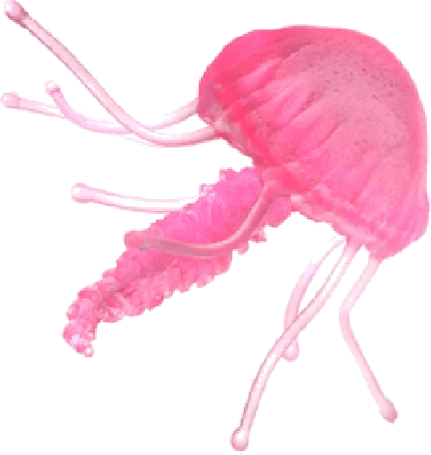 Jellyfish stiker 🙂