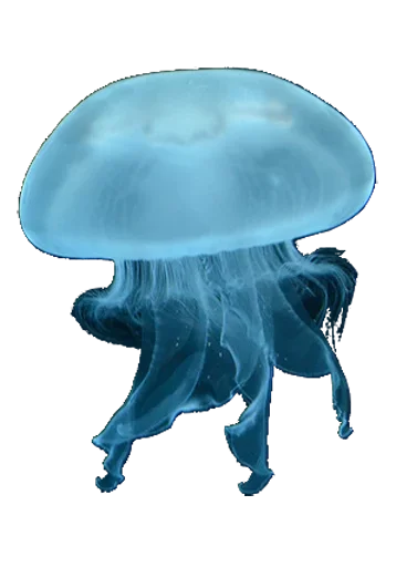 Jellyfish sticker 😊
