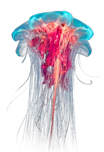 Эмодзи Jellyfish 😅