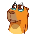 Jonny Сapybara emoji 😢