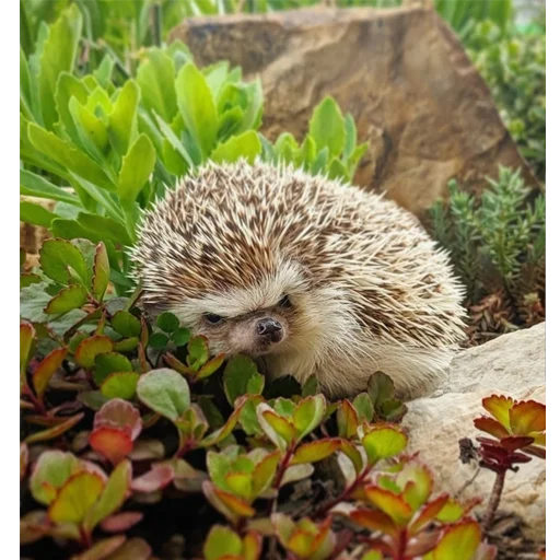 Эмодзи Jane's Hedgehogs ?