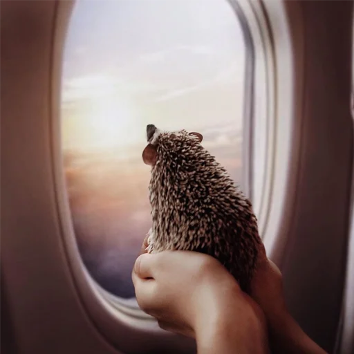 Эмодзи Jane's Hedgehogs ✈️