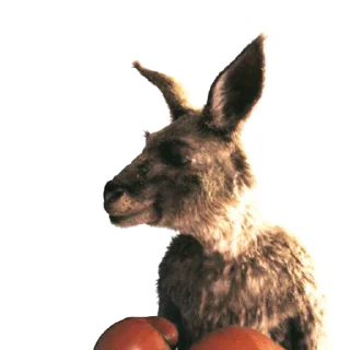Kangaroo for emoji 😠