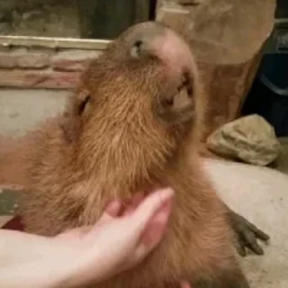 Капибара/Capybara  stiker 😏