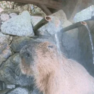 Емодзі Капибара/Capybara 🚿