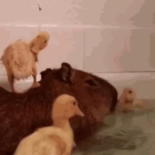 Стикер Капибара/Capybara  🦆